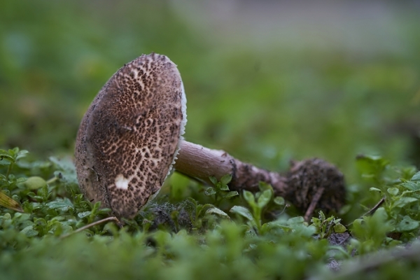 lepiota-brunneoincarnata1-copia30E931AC-30DC-1B68-9A6C-1163403526A8.jpg