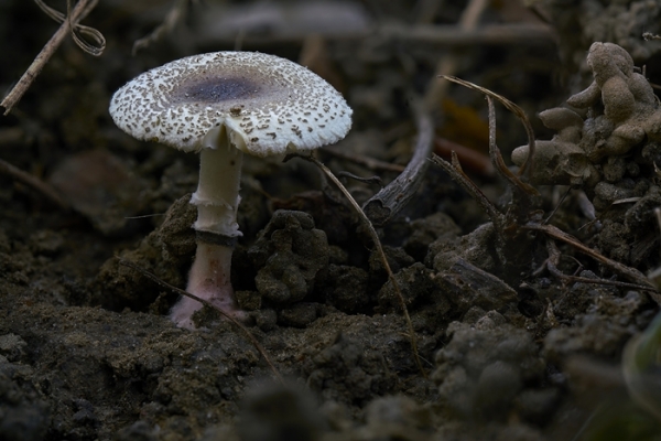 lepiota-copia7F5551C0-00D4-97DD-2E14-013BCB101CD5.jpg