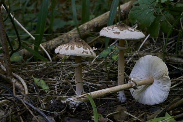 macrolepiota-2-copia57DBD6BD-604D-9B65-E27C-8D24A995C6A0.jpg