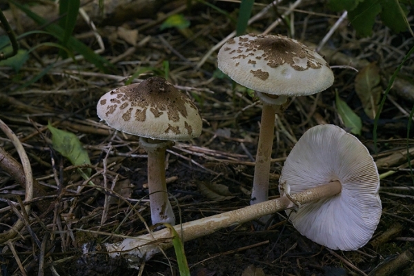 macrolepiota-copiaFA7E7633-DBFD-417B-3F0C-2A1632D6D7FE.jpg