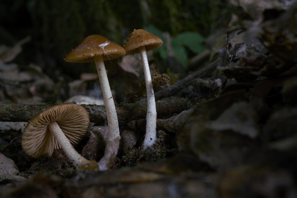 mycena-copiaF7BAED7E-BEEA-A4C0-119D-4BCAEA2BBA7B.jpg