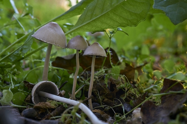 psathyrella-sp-copia819C108E-C605-3338-F3C3-D15DD270858E.jpg