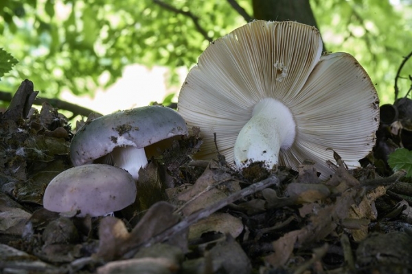 russula-copiaE95960FF-8906-7347-027C-0EA72424BC3F.jpg