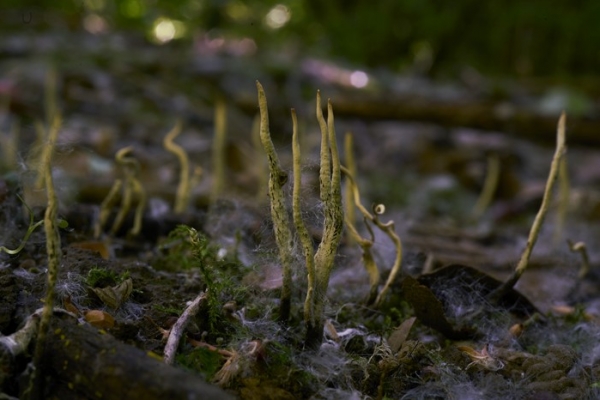 xylaria-1-1-copia3CBFE273-0C64-2AE5-D28A-C5E54C43F8E8.jpg