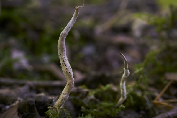 xylaria-2-copiaECEC38DD-D3FD-E69A-BC1B-0C3B8B941F21.jpg