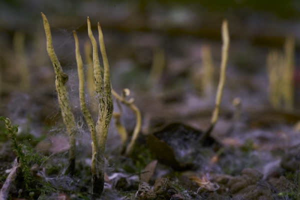 xylaria-4-copiaE52BCD22-5435-8CB1-9DD2-F5C524D30CFC.jpg