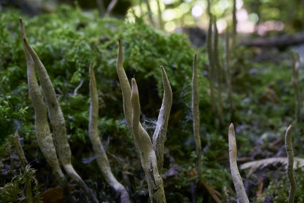 xylaria-6-copia68D831C5-CD29-254F-3613-9C4EE01A10E5.jpg