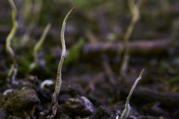 xylaria-copia96E62B11-9D36-CC6C-1892-24583467016F.jpg