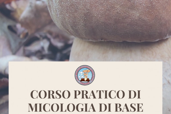 locandina-funghi-1-19B822E8D-4030-7C49-FF82-46DB60B0727B.png