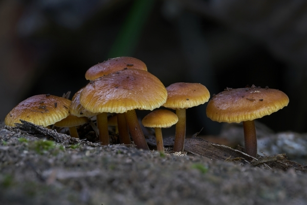 flammulina-copia738BF501-B69C-68D2-1EF7-97BB8D4D0106.jpg