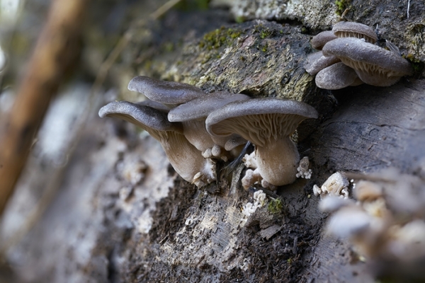 pleurotus-copia1EED2944-2E52-A5CE-5462-438076E71494.jpg