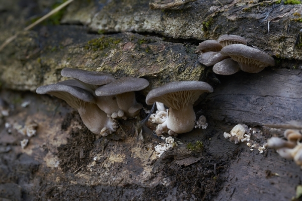 pleurotus2-copiaDEB09248-014E-4958-1808-C135F449B401.jpg