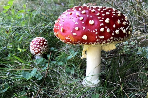 amanita-muscaria-copiaFBEB724B-A3BC-635B-8F6C-FB5650652F9C.jpg