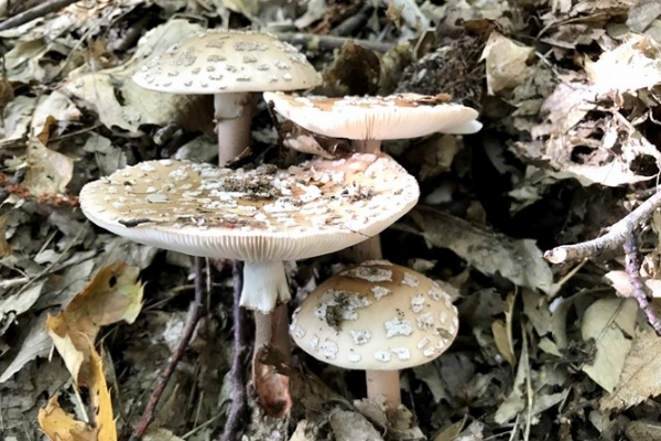 amanita-rubescens-copia99B03E49-77FD-8CF8-B721-8E293F49AD01.jpg