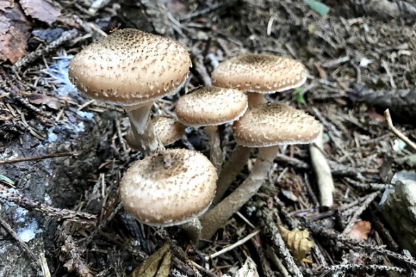 armillaria-ostoyae-copia624DB3EA-A004-29BE-77EB-8AB75BD5066D.jpg