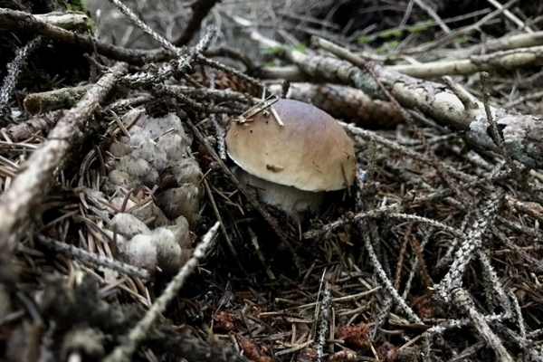 boletus-edulis-copiaB3755D46-367D-58E3-2978-92975BC9C83B.jpg