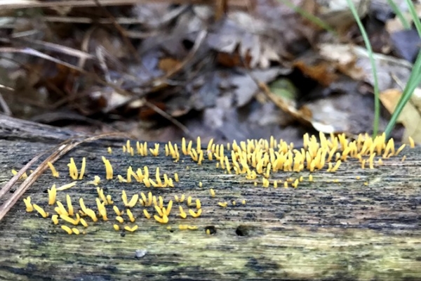 calocera-cornea-copiaB89CAF7B-C5F3-25DB-FD32-C35ADE69789B.jpg