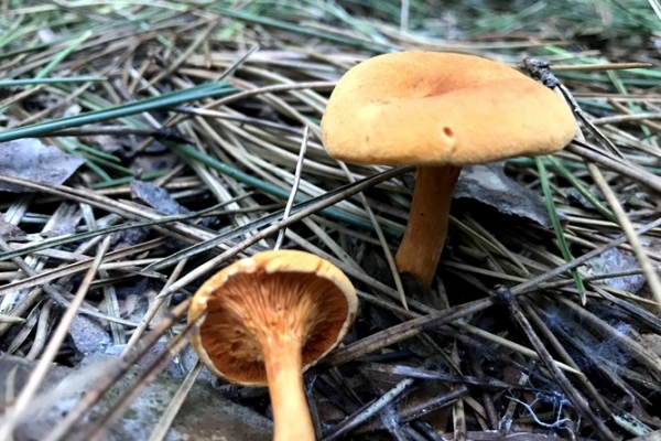 hygrophoropsis-aurantiaca-copia46E5FB3D-8219-D242-3032-B6E6AD8323DA.jpg