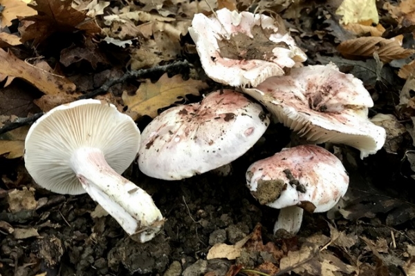 hygrophorus-russula-copia22870BA3-36F4-C892-1FAC-8BED13E5CDE5.jpg