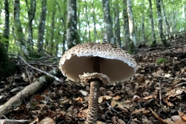 macrolepiota-procera-copiaFA9C9255-46CC-3FD6-1BDB-26E9787C30ED.jpg