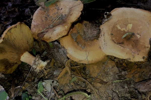 paxillus-rubicundulus-copia8F4AE849-5F6A-720E-E47B-5CF44C5F30A1.jpg