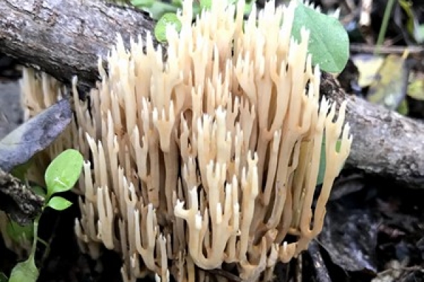 ramaria-stricta-copiaBD44051B-B81C-B1F3-3A7C-376C1C9B75CA.jpg