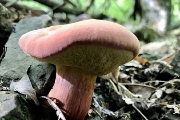 rheubarbariboletus-armeniacus-copia87A33ACB-0A15-AD8A-4C1B-779142D5F6D8.jpg