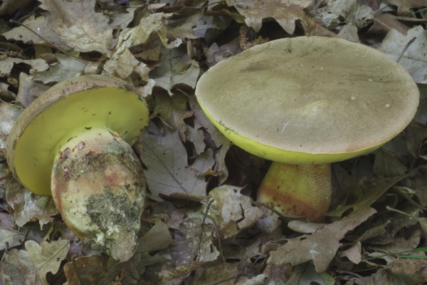 boletus-fechtneri-copia76B39DD2-D0EF-F9BD-643F-5220F937239C.jpg