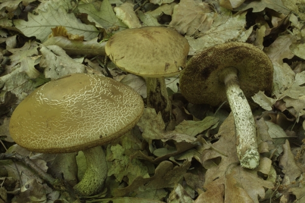 leccinum-scabrum-copiaF64987C3-AEC5-6A32-AC44-4D4D1F21B4D1.jpg