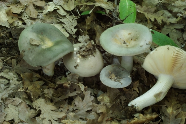 russula-medullata-copia6AFDB2A2-4E14-A5FF-11A4-879C76F1319A.jpg