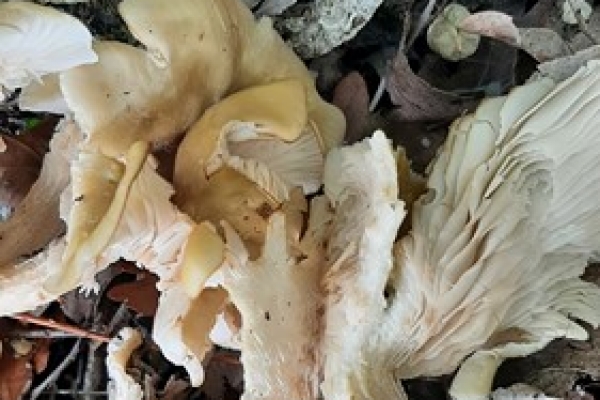 pleurotus-3-copia98B6FF81-7D9B-B9BB-DC35-49FAE71355DA.jpg