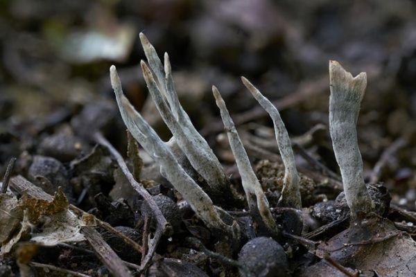 xylaria-copia8FF047EC-01F7-029C-147B-4C5F37FD9BAB.jpg