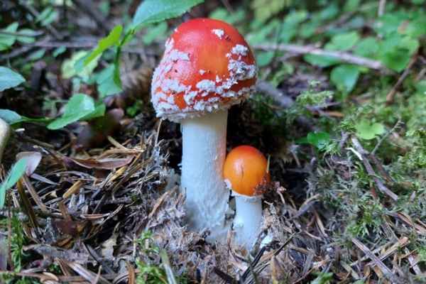 amanita-muscaria-copia684AA527-08EA-F6C7-7B92-39DFC9BC9B93.jpg