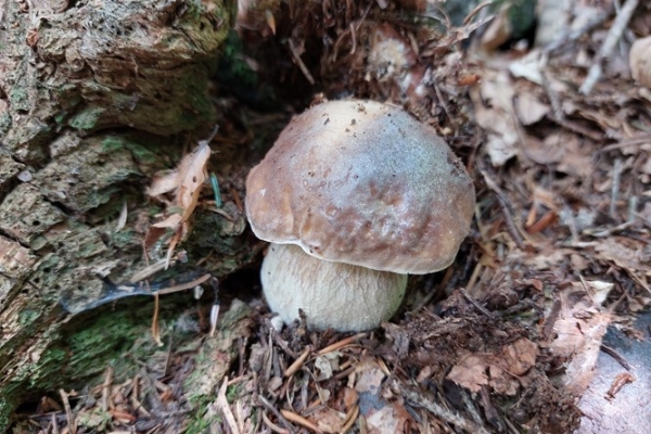 boletus-edilus-1-copiaC5924FB4-AC80-9BE6-D1EC-55EEADC496C3.jpg