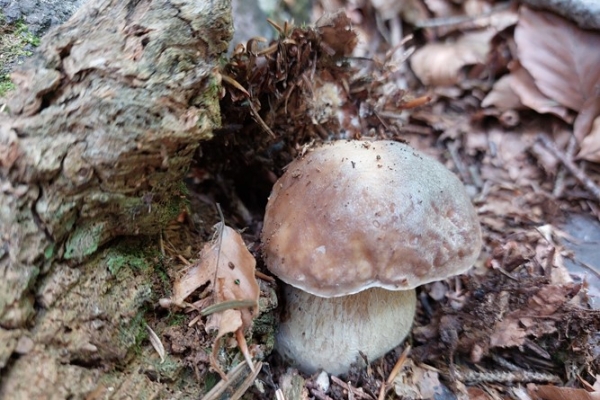 boletus-edilus-2-copia1BFF0560-A36F-E911-AB9C-EC6D25E61DAD.jpg