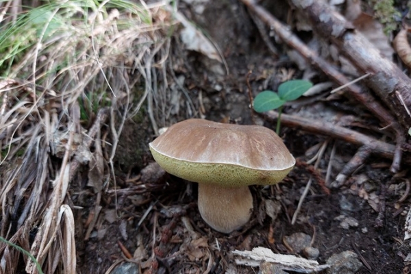 boletus-edulis-copiaAD96DD02-5B7D-5815-46EE-F8CB67DD6711.jpg