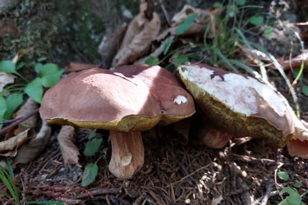 boletus-pinophilus-copiaEF24ABD8-FAA6-8967-FB1F-1F4DEF2559AF.jpg