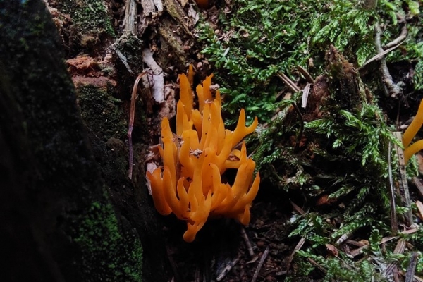 calocera-viscosa-2-copia20B1D389-AE85-E66D-B607-09C1D44AD9DD.jpg