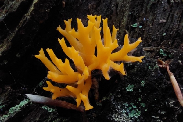 calocera-viscosa-copia88C2C609-0254-49DD-2E43-F78FD349F27D.jpg