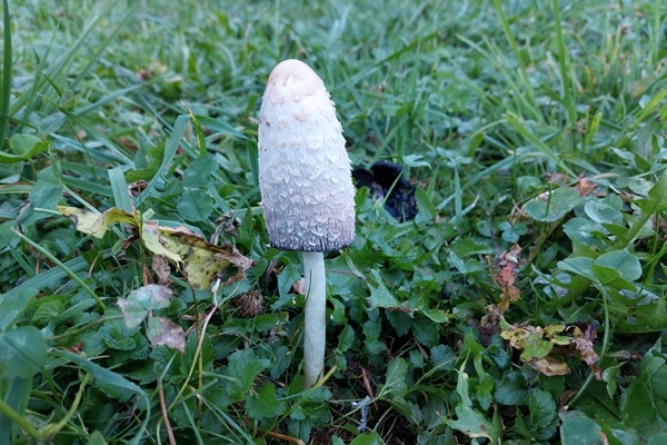 coprinus-comatus-copia6FD3DC1E-199C-D90C-8E4E-B264A461FD63.jpg