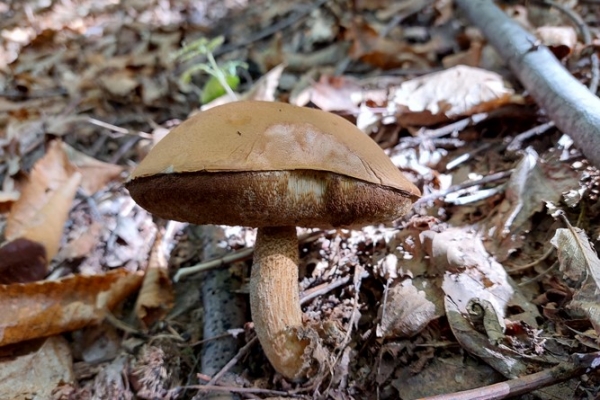 leccinum-aurantiacum-1-copia60207E81-FC9C-70B1-2075-D2790B766CA1.jpg