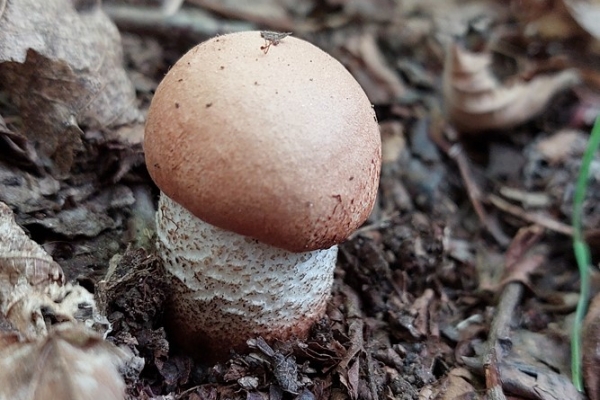 leccinum-aurantiacum-copia8E694AAD-E1DF-17D7-9717-9BF3A68116DE.jpg