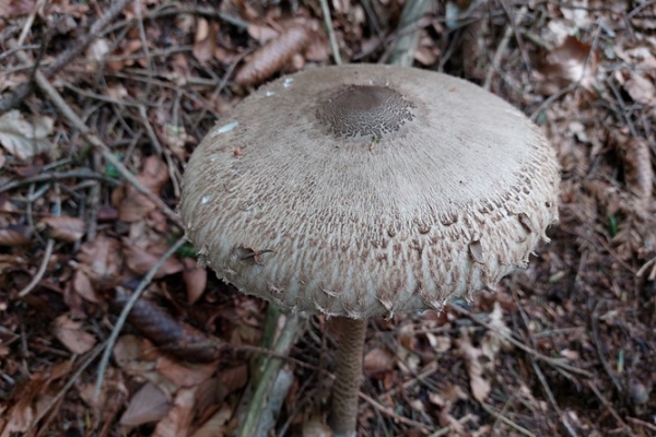 macrolepiota-procera-1-copia785F2F01-62EF-C659-D970-83629B05A528.jpg