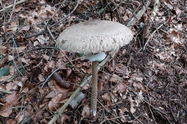 macrolepiota-procera-2-copiaEA5E5683-5B66-F260-8DEB-33691F5E4D7B.jpg