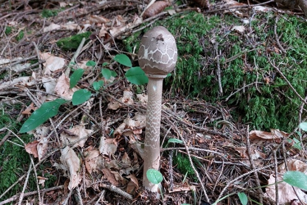 macrolepiota-procera-copia0317F705-5704-A8D8-4918-68196BB01435.jpg