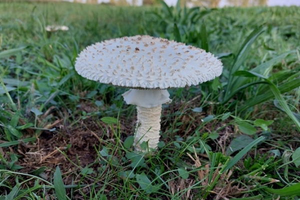 saproamanita-vittadinii-copiaEBB3226B-1C57-8781-979E-8D2E6590A626.jpg