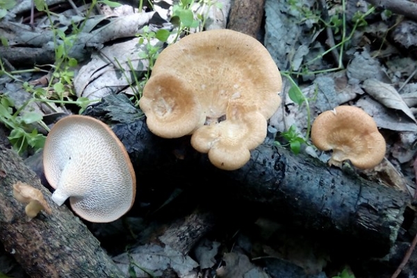 polyporus-arcularius-antonella-copia1310A5FE-F27C-1ACC-F583-47504C1D447C.jpg