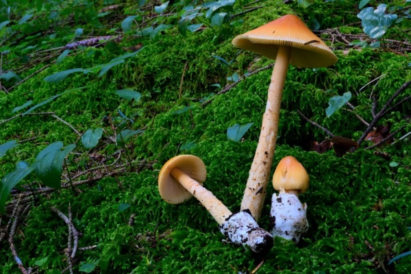 amanita-crocea428A819C-242D-908B-BF10-B69872553E9E.jpg