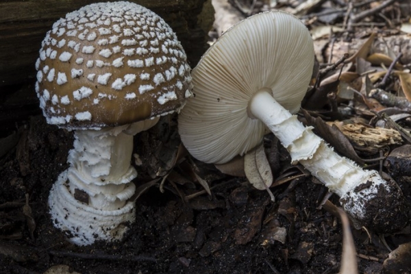 amanita-pantherina-copia6C8A30D4-CE55-8CDD-8917-84FA374254FF.jpg