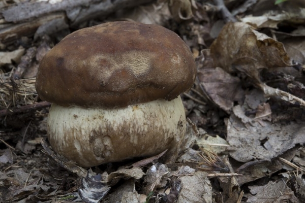 boletus-aestivalis-1-copia93EDEF8A-4E14-288E-747B-7F7099038AEC.jpg